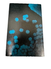 Gene Function in Prokaryotes Beckwith Davies Gallant 1983 Cold Spring Harbor