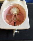 Female Contraception Simulator,Birth Control Model, Family Planning IUD Model