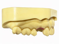 Training Model Upper Jaw ANA-4 TOKJ VG 902 Two Sites
