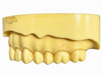 Training Model Upper Jaw ANA-4 TOKJ VG 902 Two Sites